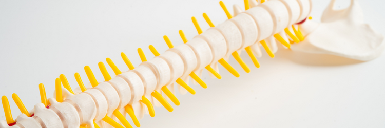 A Straight Back with Scoliosis